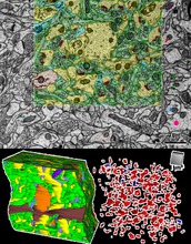 Digital reconstructions of red blood cells.